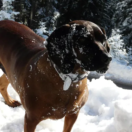Nyaraló Hubertus Tirol 1-8 Personen