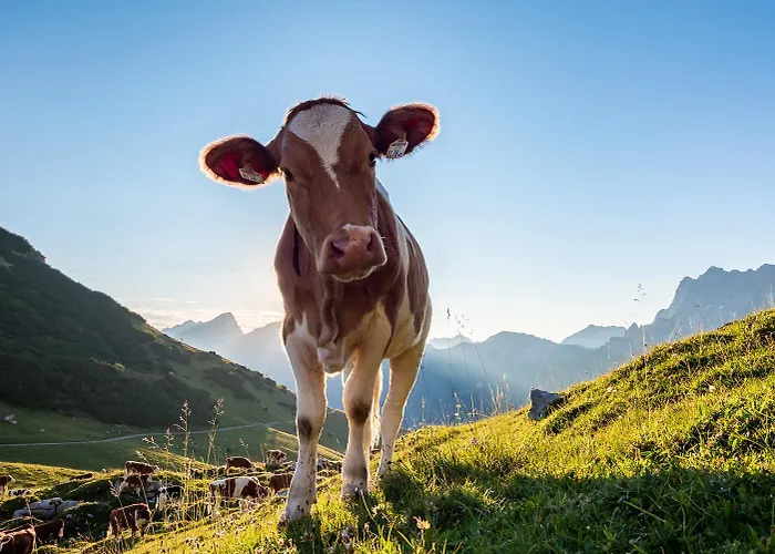 Hubertus Tirol 1-8 Personen * Pill