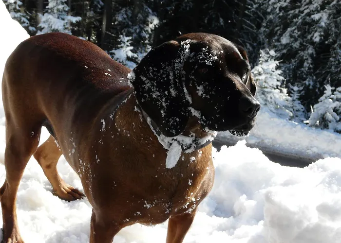 Nyaraló Hubertus Tirol 1-8 Personen