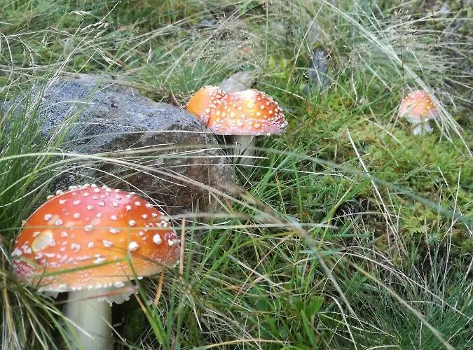 Nyaraló Hubertus Tirol 1-8 Personen *