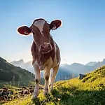 Hubertus Tirol 1-8 Personen * Pill