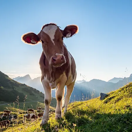 Hubertus Tirol 1-8 Personen * Pill