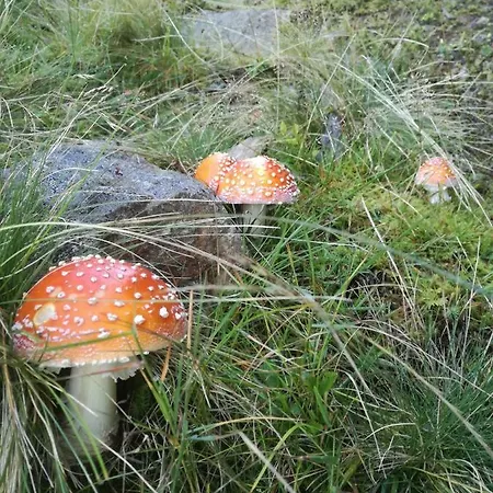 別荘 Hubertus Tirol 1-8 Personen *